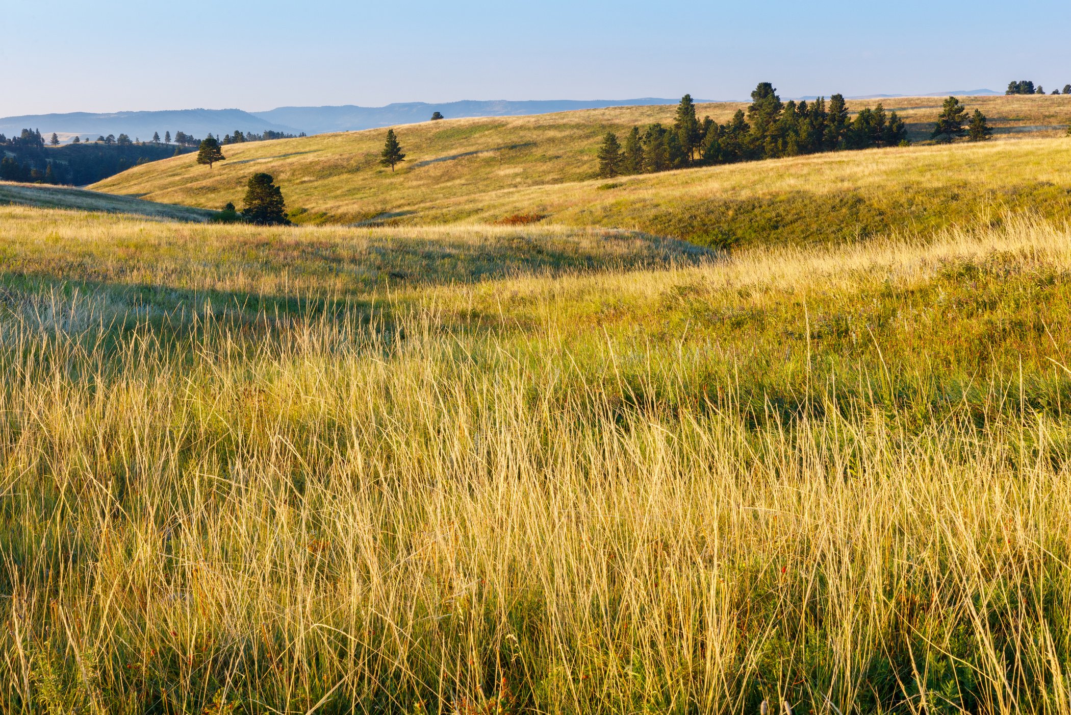 American Great Plains Prairie